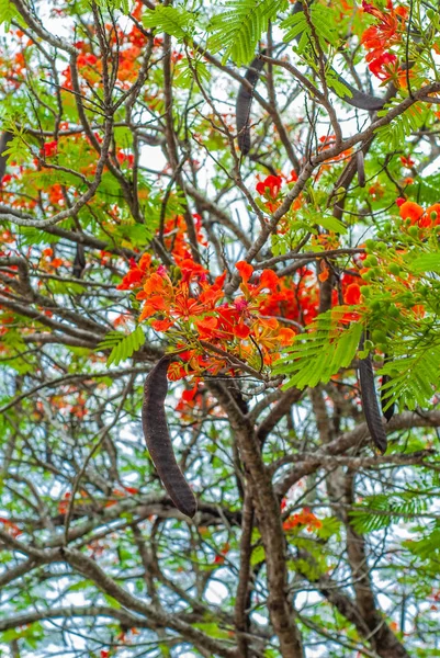 Delonix Regia tree seeds, and their small red flowers