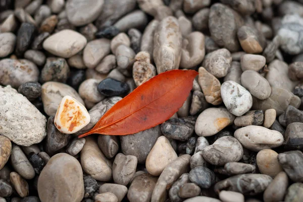 Orange leaf, found among the stones in autumn