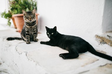 Kentsel sahne sokak Paros City'deki iki kedi 