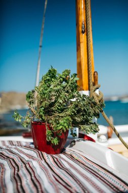 Teknede tencerede yeşil bitki closeup görünümü