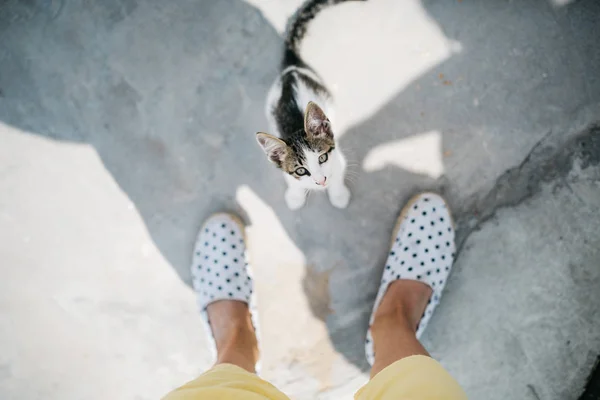 Przycięte Zdjęcie Kobiety Stojącej Słodkie Śmieszne Kot — Zdjęcie stockowe