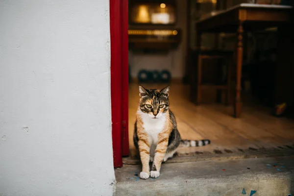 Niedliche Lustige Katze Sitzt Vor Geöffneter Tür — Stockfoto