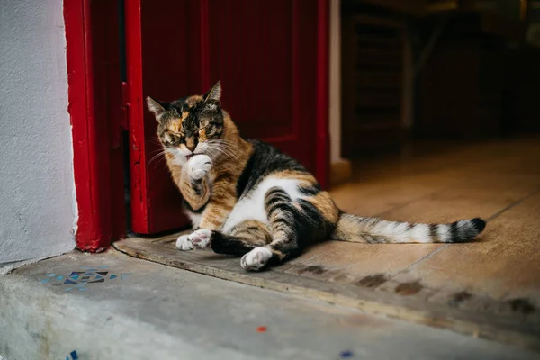 Süße Lustige Katze Leckt Pfote Nahaufnahme — Stockfoto