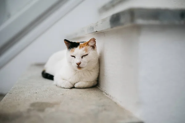 Niedliche Lustige Katze Schläft Auf Der Treppe — Stockfoto