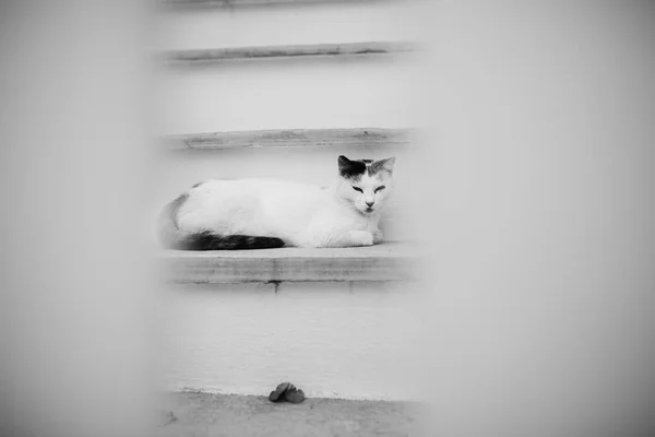 Bonito Engraçado Gato Deitado Passos Monocromático — Fotografia de Stock