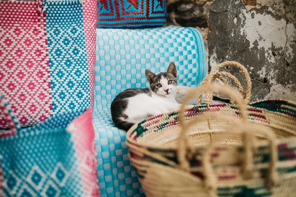逗人喜爱的滑稽的猫坐在五颜六色的地毯上台阶 — 图库照片