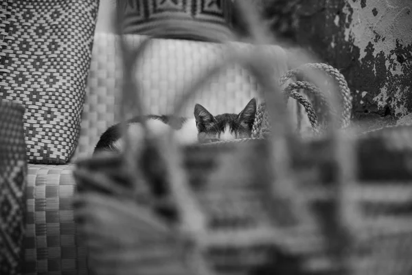 Immagine Monocromatica Simpatico Gatto Sdraiato Tappeto — Foto Stock