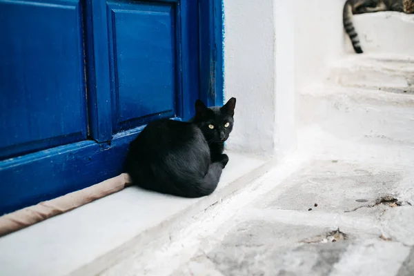 Симпатичная Смешная Кошка Лежащая Голубой Двери — стоковое фото