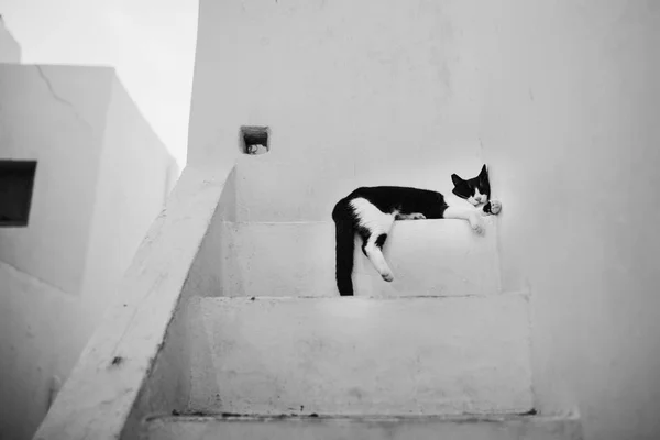 Urban Scene Narrow Paros City Street Cat — Stock Photo, Image