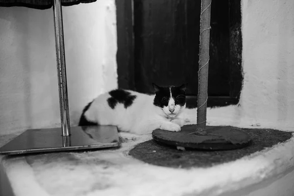 Kentsel Sahne Dar Paros Şehir Sokak Kedi — Stok fotoğraf