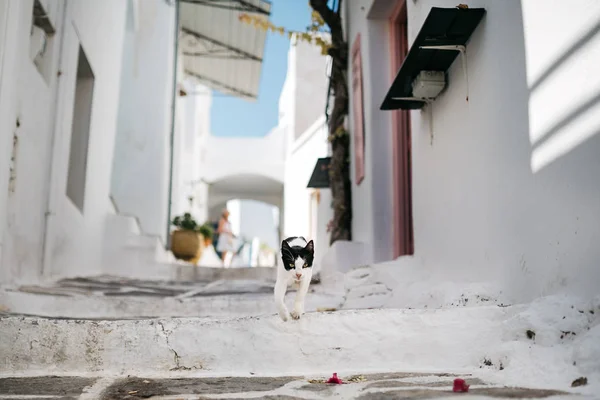 Vista Scenic Gato Que Anda Rua Paros Mar Aegean Cyclades — Fotografia de Stock