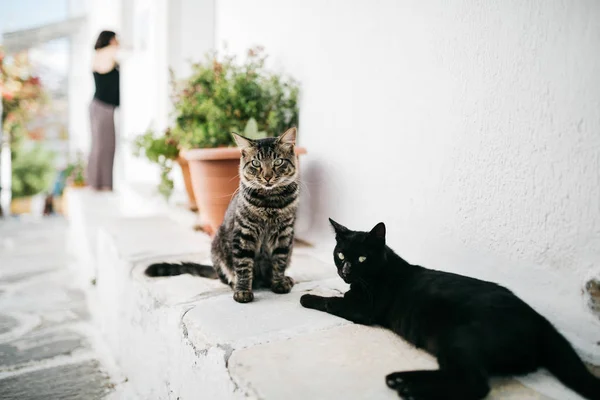 Kentsel Sahne Sokak Paros City Deki Iki Kedi — Stok fotoğraf