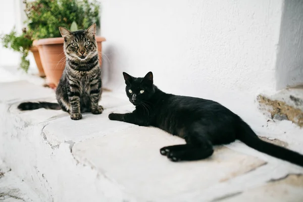 Urban scene of two cats at Paros city street