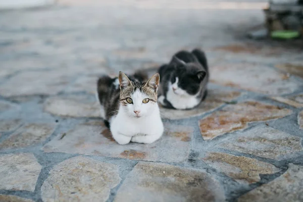 在帕罗斯市街的两只猫 — 图库照片