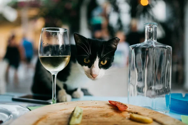 cat near glass of white wine with defocussed background