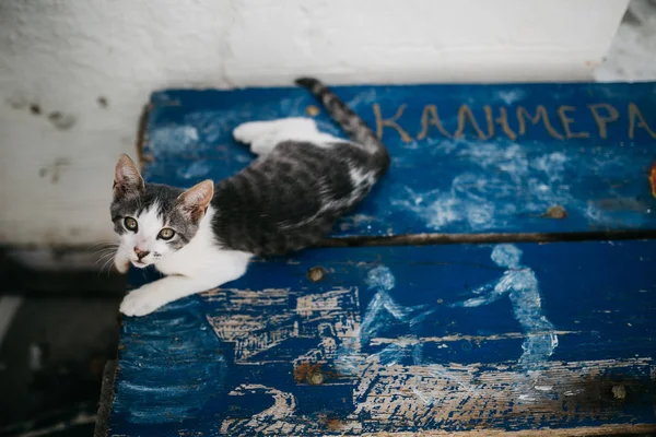 Paros Şehir Sokak Mavi Ahşap Kutu Üzerinde Kedi — Stok fotoğraf