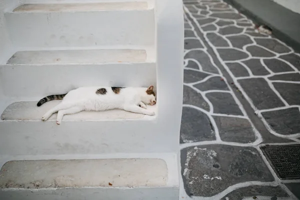 Kentsel Sahne Dar Paros Şehir Sokak Kedi — Stok fotoğraf