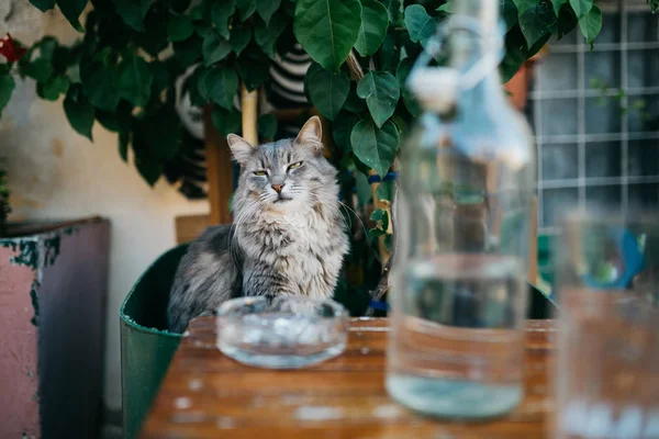 Katt Nära Glasflaska Paros Gata — Stockfoto
