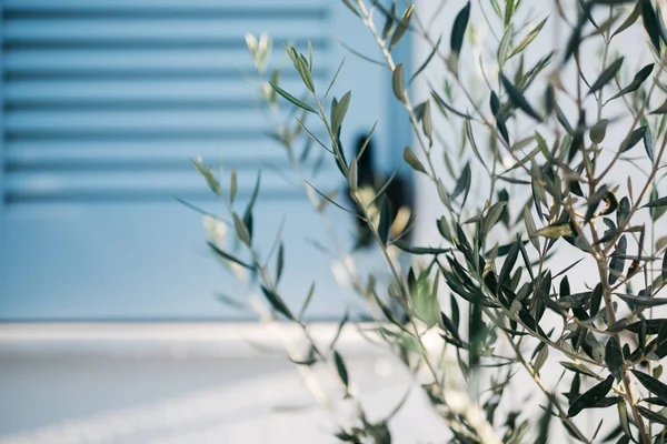 Closeup View Olive Branches Selective Focus — Stock Photo, Image