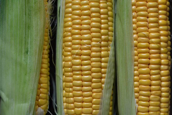Freshly plucked yellow corn close up, corn background