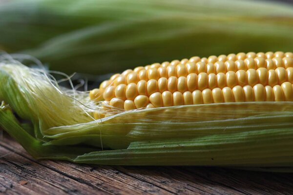 Freshly plucked yellow corn close up, corn background