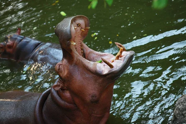 Portret Głodny Hippo Tajlandia — Zdjęcie stockowe