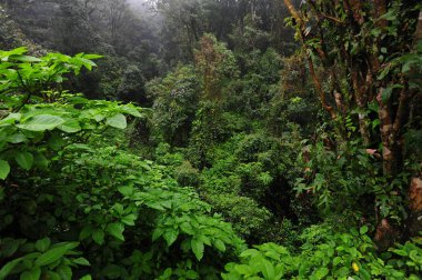 Dağ orman Kuzey Tayland, Chiang Mai