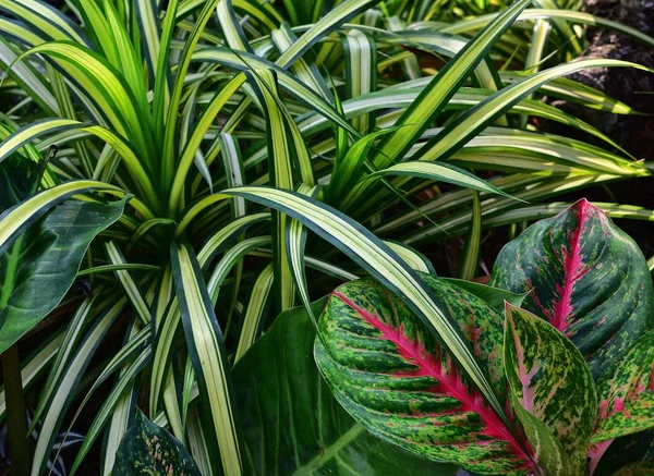 Bahçe çalıların chlorophytum yaprakları