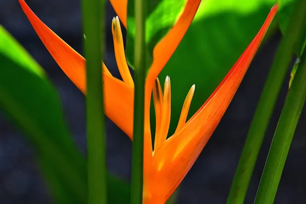 Heliconia Psittacorum Golden Torch Flowers Leaves Tropical Flowers — Stock Photo, Image