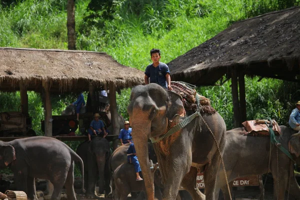 Νεαρός Άνδρας Ιππασία Ελέφαντα Τσιάνγκ Ταϊλάνδη — Φωτογραφία Αρχείου