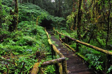 Yağmur, Kuzey Tayland, Chiang Mai sonra orman içinde ahşap köprü
