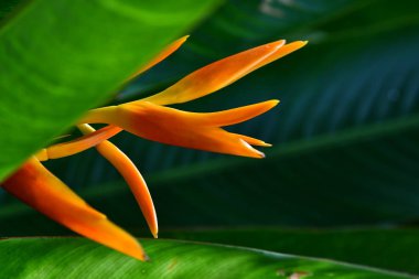 Heliconia Psittacorum, altın meşale çiçek yaprakları ile