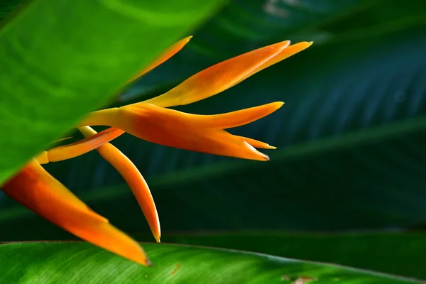 Heliconia Psittacorum Torche Dorée Fleurs Avec Feuilles — Photo