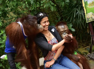Safari park, Bangkok  - January 3, 2014 : Tourist taking photo with chimpanzees clipart