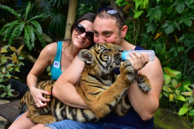 Safari park, Bangkok - 3 Ocak 2014: turist küçük kaplan ile fotoğraf çekme 