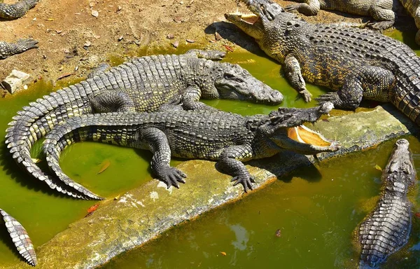Timsahlar güneş, Timsah Çiftliği, Tayland'da güneşlenmek