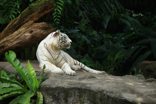 Tigre Branco Jazia Sobre Rochas Jardim Zoológico Singapura — Fotografia de Stock