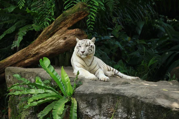 Weißer Tiger Lag Auf Felsen Singapore Zoo — Stockfoto