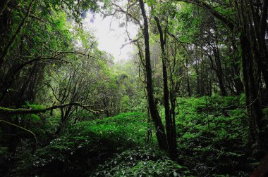 Yağmur, Chiang Mai, Tayland sonra yeşil orman 