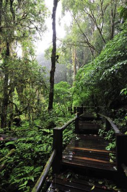 Yeşil orman içinde ahşap köprü ıslak yağmur sonrası, Chiang Mai, Tayland 