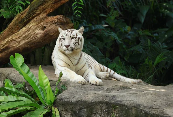 Weißer Tiger Lag Auf Felsen Zoo Von Singapore — Stockfoto