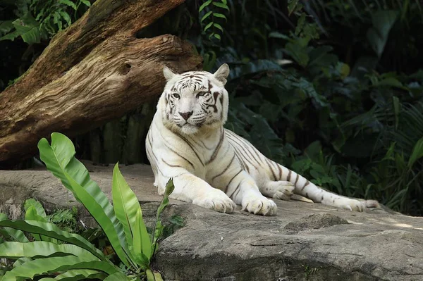 Biały Tygrys Leżał Skałach Singapur Zoo — Zdjęcie stockowe