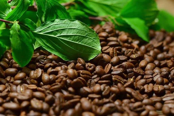 Kahve çekirdekleri yeşil yaprakları ile yakın çekim