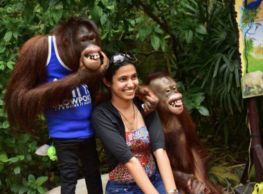 Safari park, Bangkok - 3 Ocak 2014: turist alarak fotoğraf şempanze ile