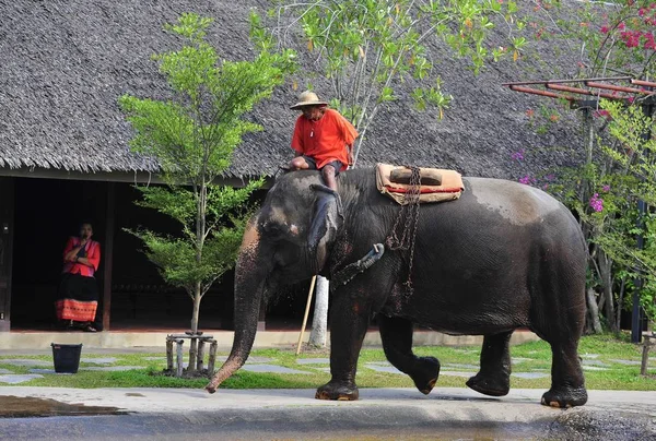 Thailand Circa 2013 Мужские Тайские Тренеры Действии Время Популярного Шоу — стоковое фото