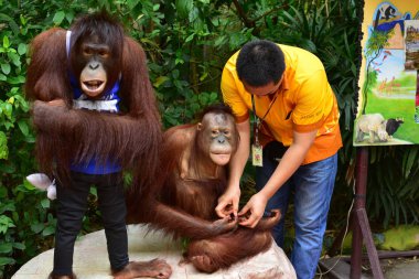 Tayland - 2014 yaklaşık: iki büyük maymunları safari Park ile yakalama için poz erkek turist    