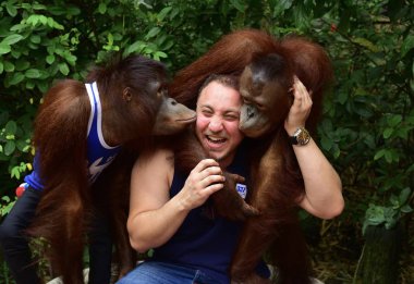 Tayland - 2014 yaklaşık: iki büyük maymunları safari Park ile yakalama için poz erkek turist    
