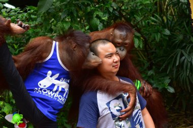 Tayland - 2014 yaklaşık: iki büyük maymunları safari Park ile yakalama için poz erkek turist    