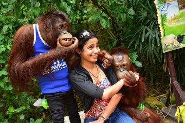 Tayland - 2014 yaklaşık: genç kadın turist iki büyük maymunları safari Park ile poz 
