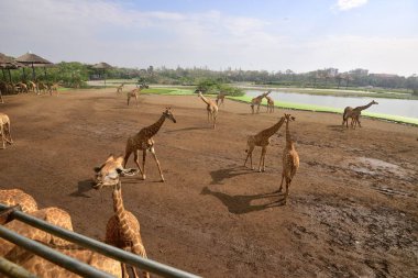 Tayland - 2014 yaklaşık: insanlar zürafalar safari parkta gündüz besleme.